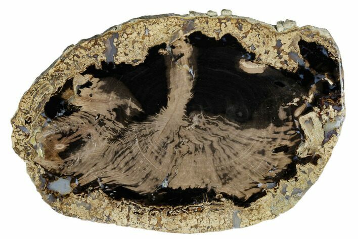 Polished Petrified Wood (Schinoxylon) Round - Wyoming #184842
